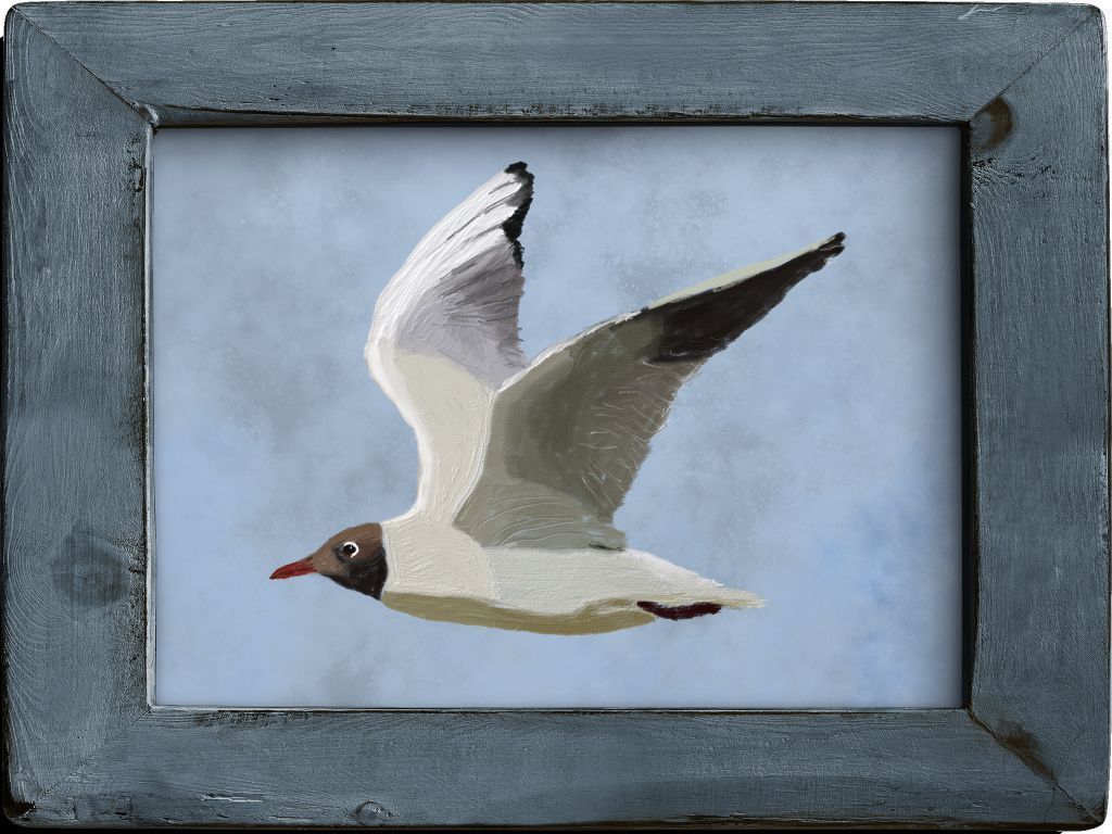 Black-headed Gull (Chroicocephalus ridibundus)